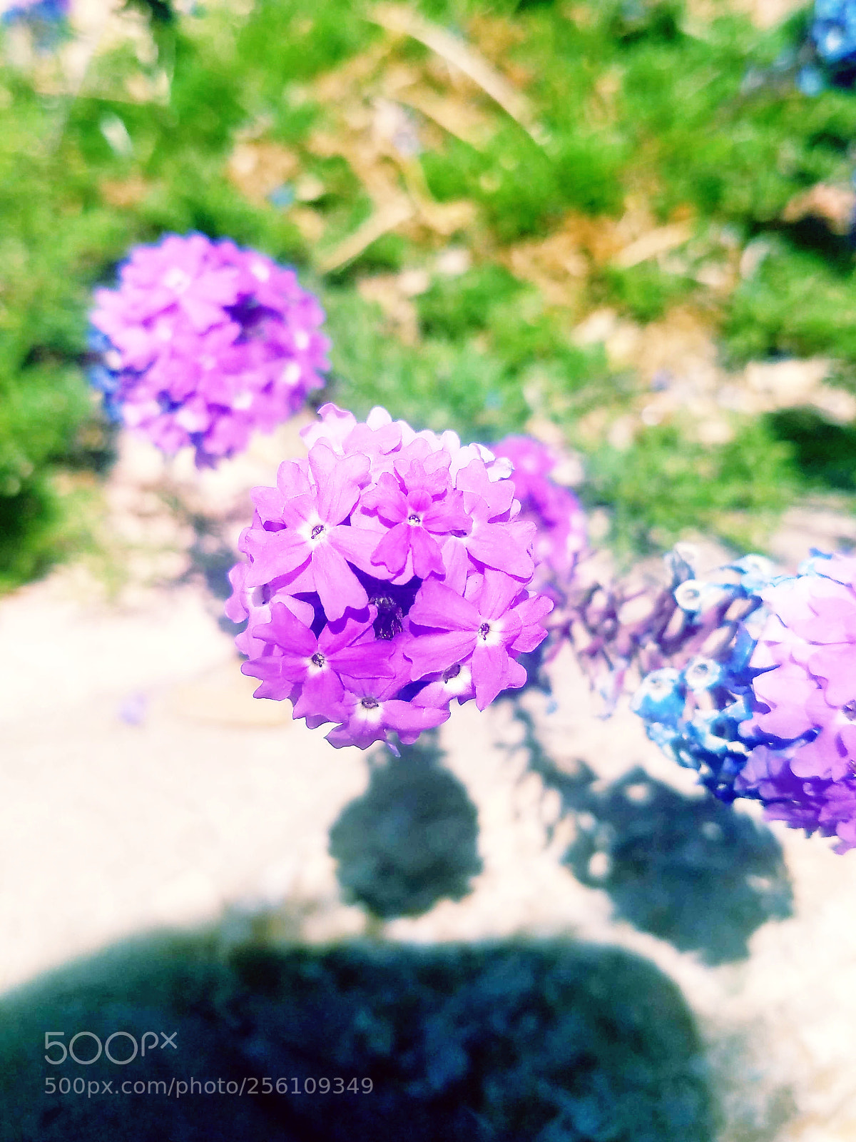 Samsung Galaxy S7 sample photo. ? photography
