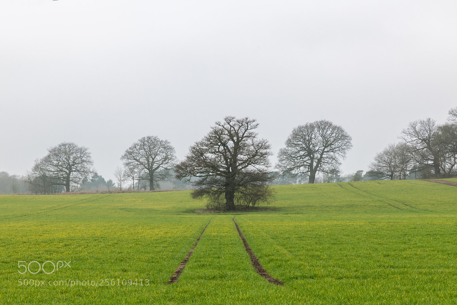 Nikon D850 sample photo. Tree tracks photography