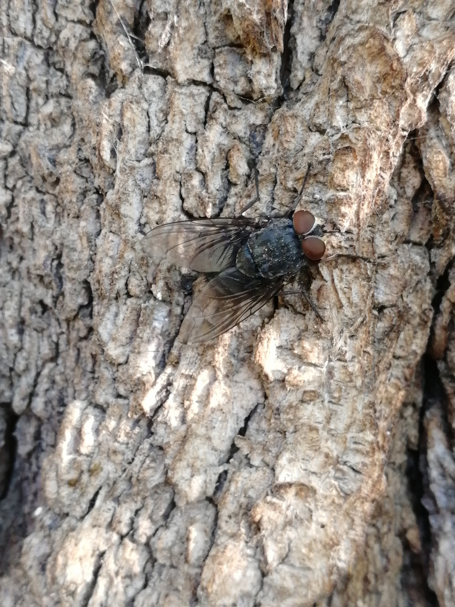 HUAWEI Honor 9 sample photo
