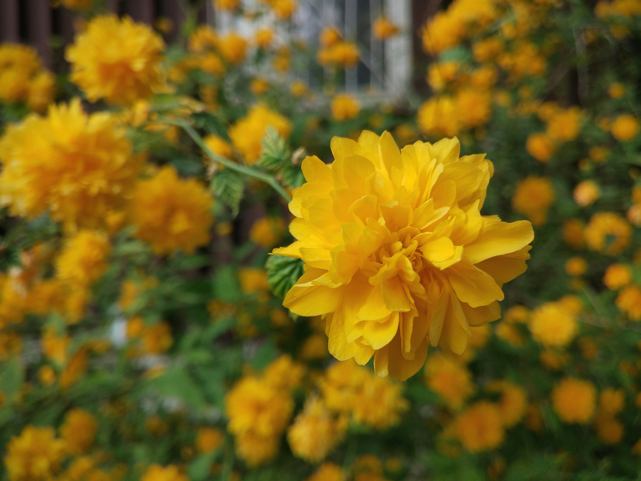 Xiaomi Mi-4c sample photo. Yellow photography
