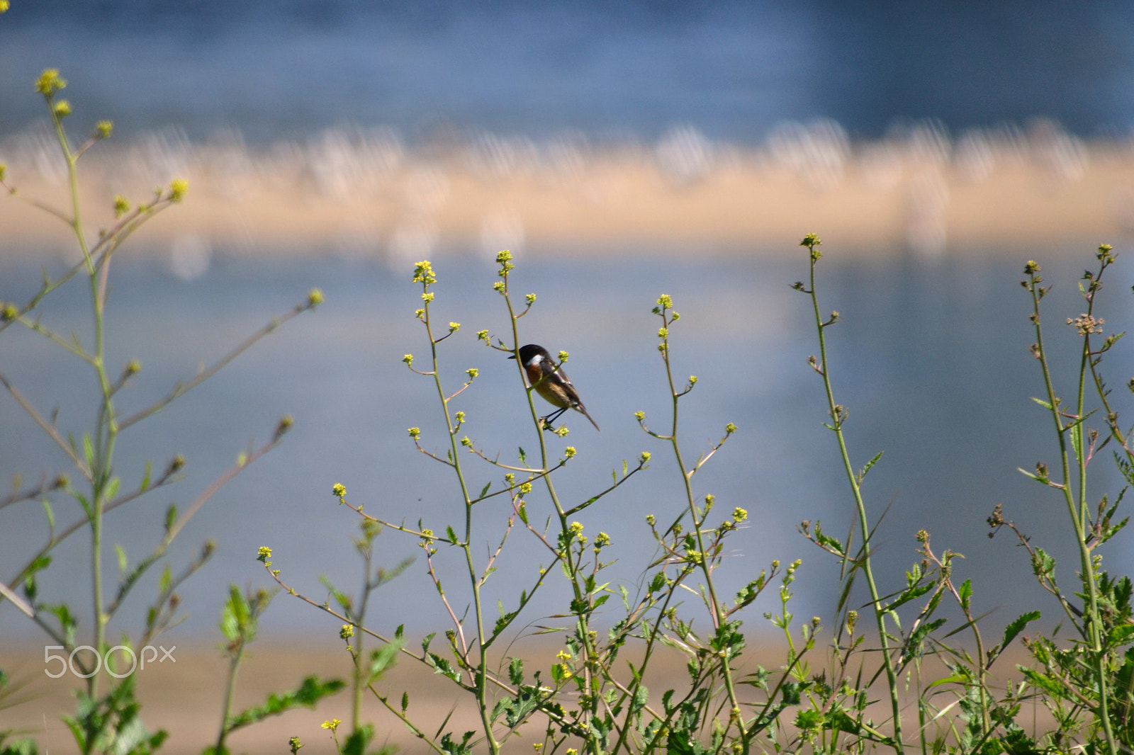 Nikon D3100 sample photo. Bird photography