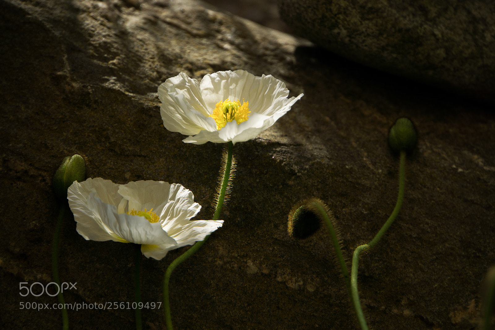 Sony a6000 sample photo. Weißer mohn photography