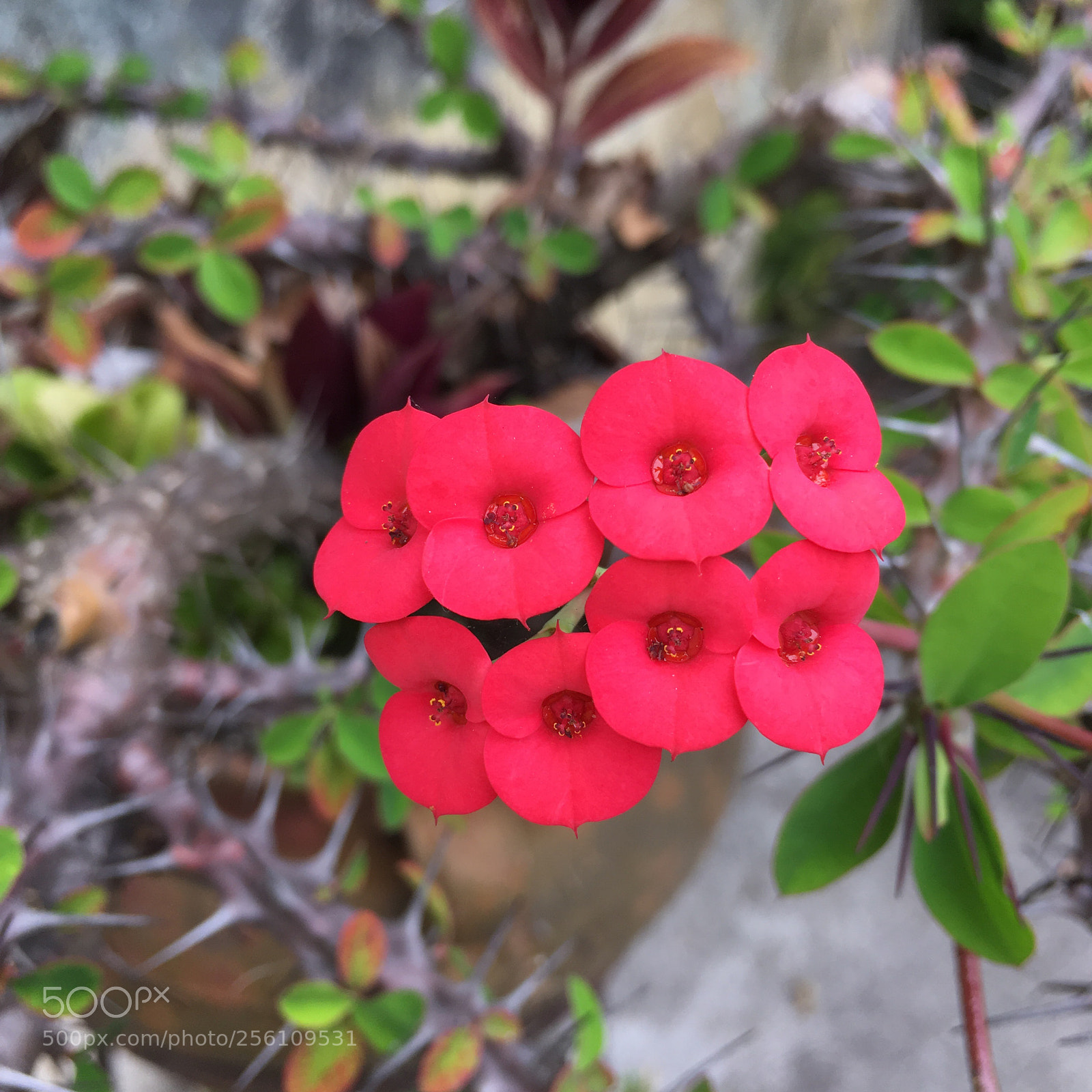 Apple iPhone SE sample photo. Corona de cristo photography