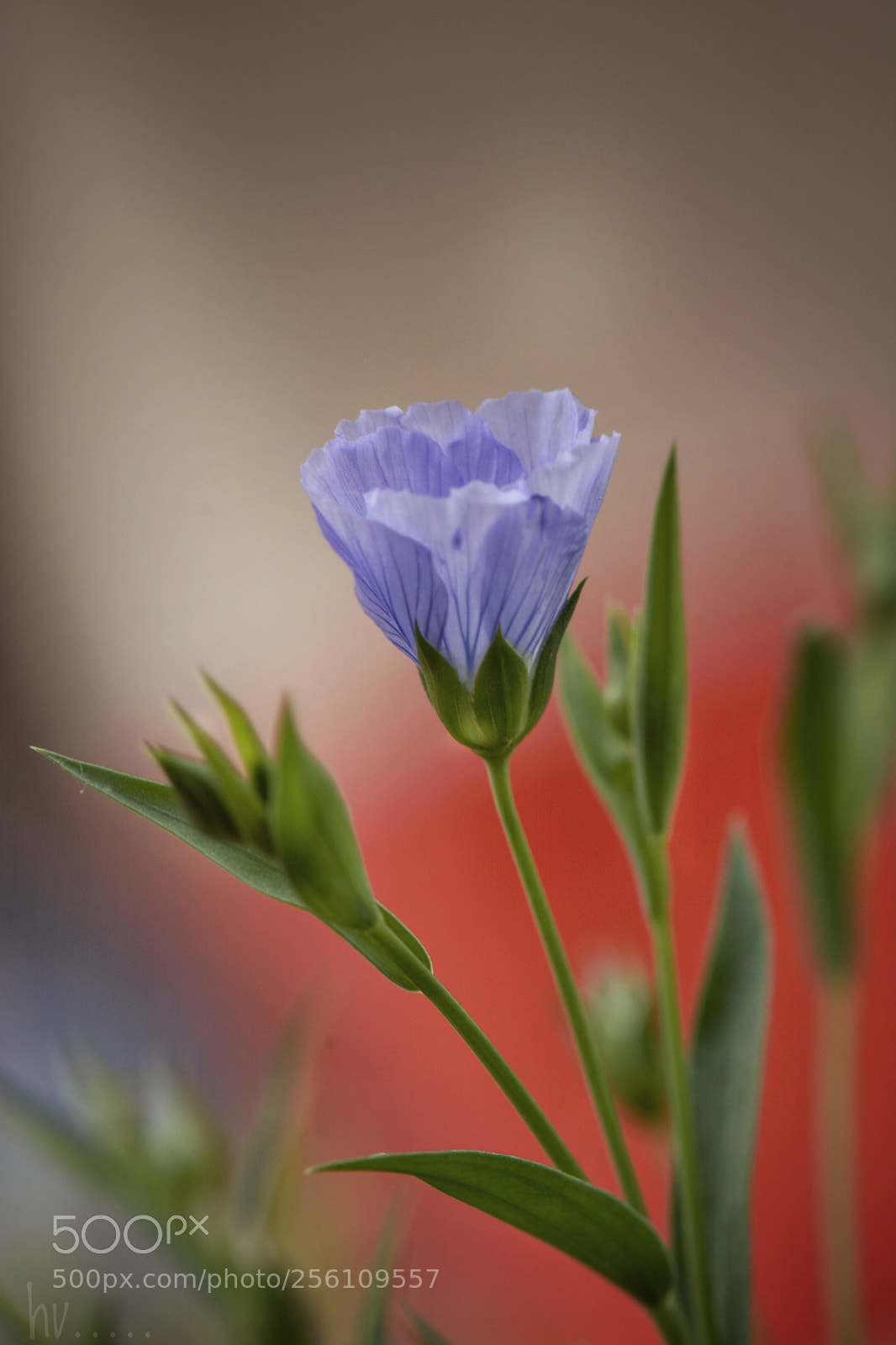 Nikon D7100 sample photo. Untitled photography
