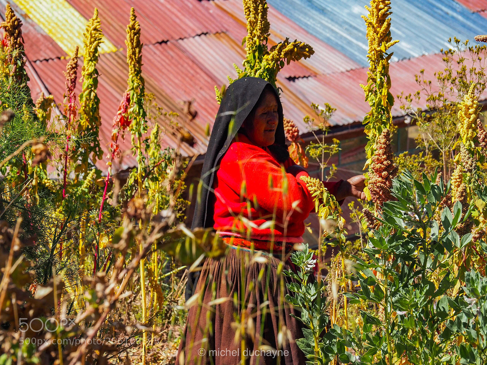 Olympus OM-D E-M10 II sample photo. Quinoa’s harvest  photography