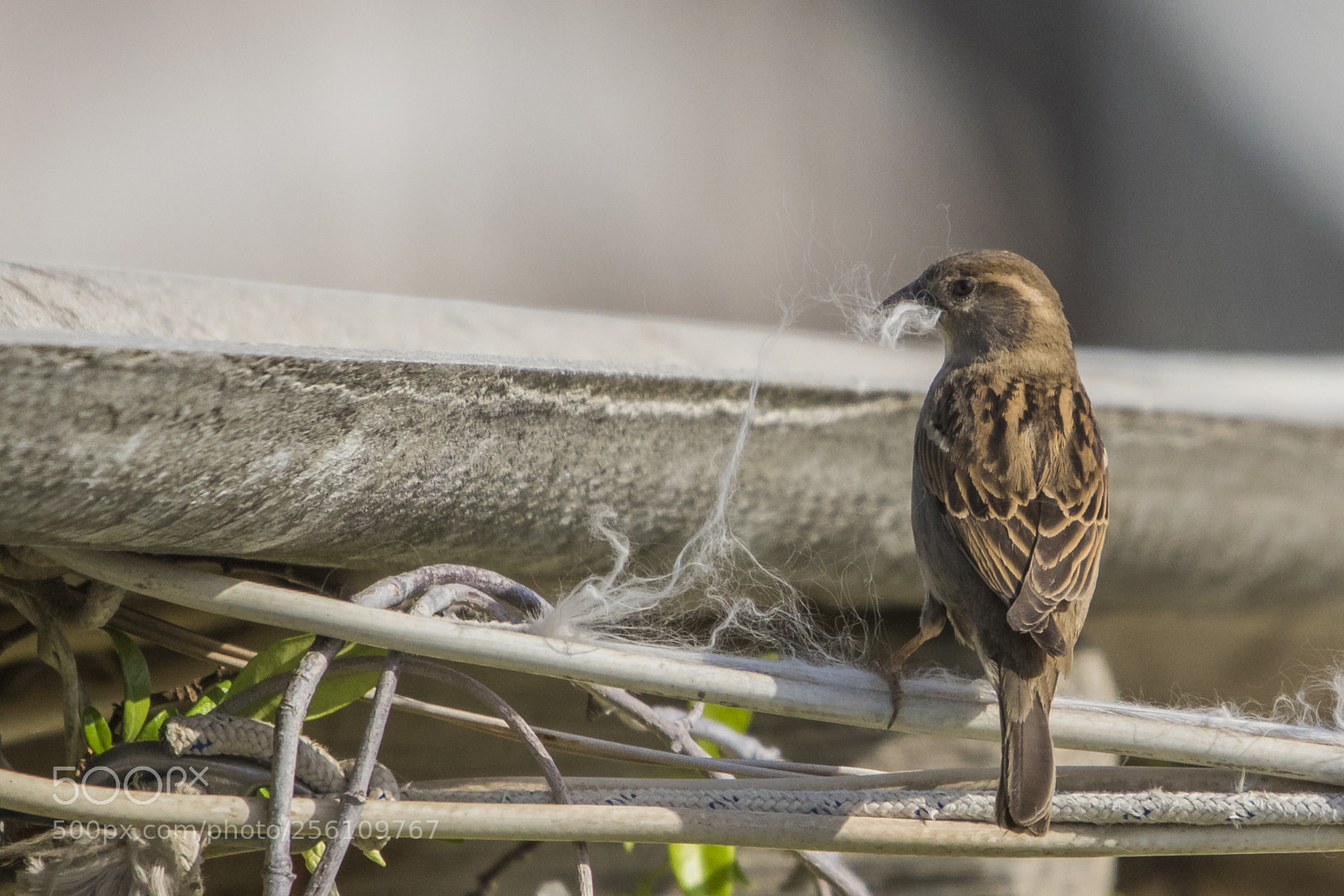 Canon EOS 7D Mark II sample photo. Preparing the nest photography
