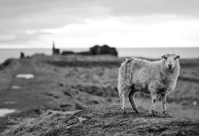 Sony a6000 sample photo. Looking sheep'ish photography