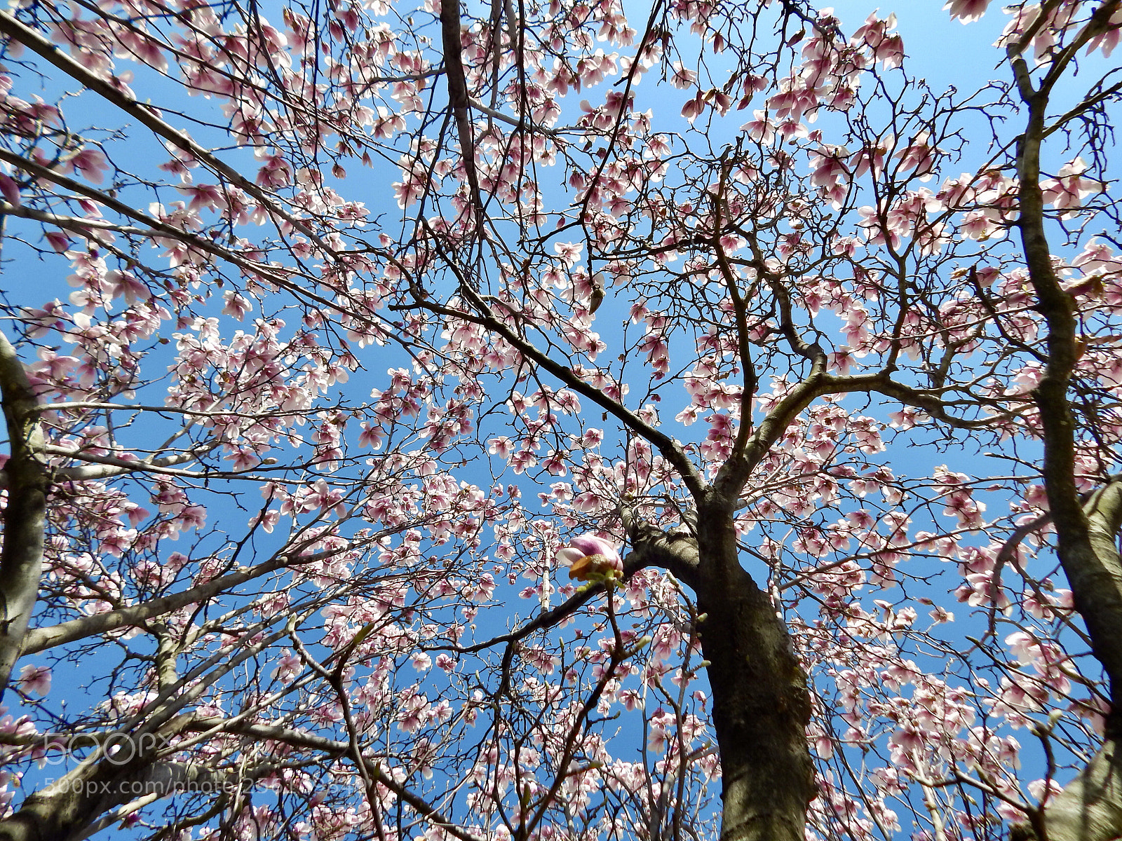 Nikon Coolpix L820 sample photo. The view from below photography