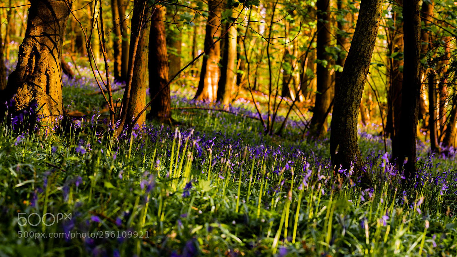 Canon EOS 80D sample photo. Blue bell forest photography