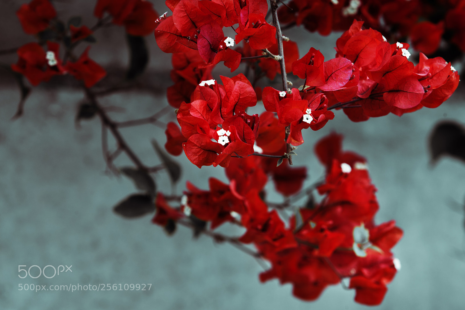 Canon EOS-1D Mark III sample photo. Rojo photography