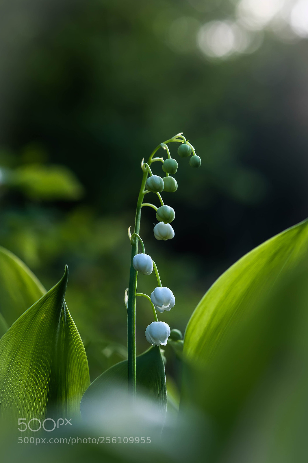 Fujifilm X-T1 sample photo. Flower photography