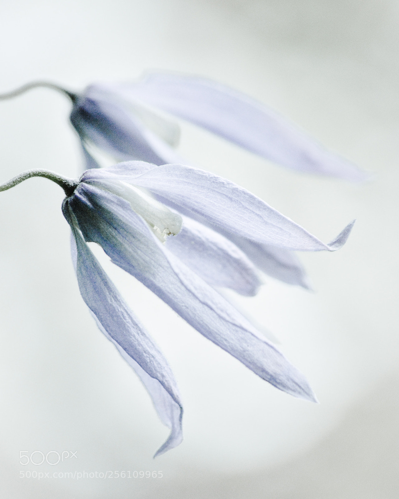 Nikon D3200 sample photo. Alpine clematis flowers photography