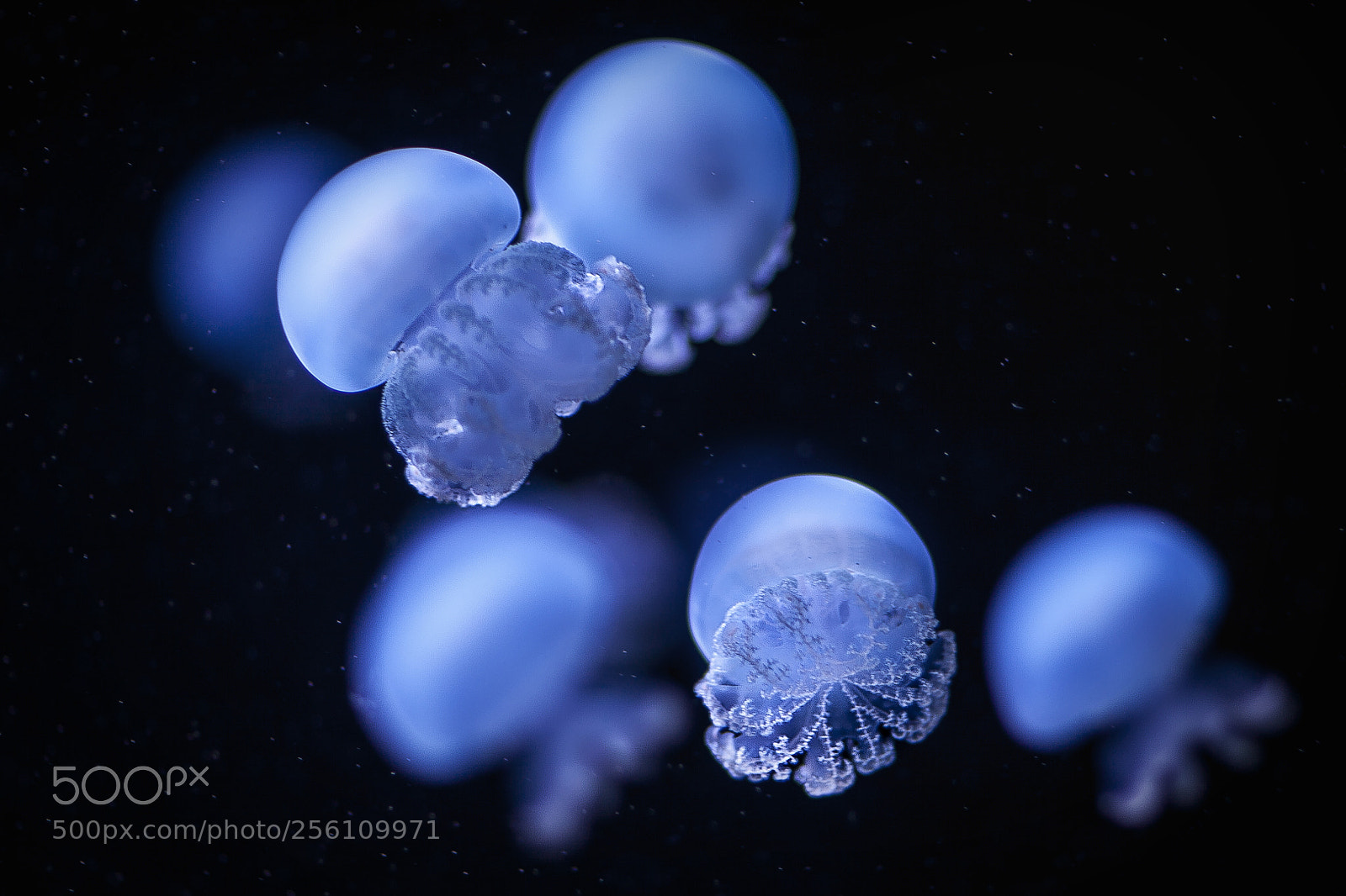 Canon EOS 5D Mark II sample photo. More jellys photography