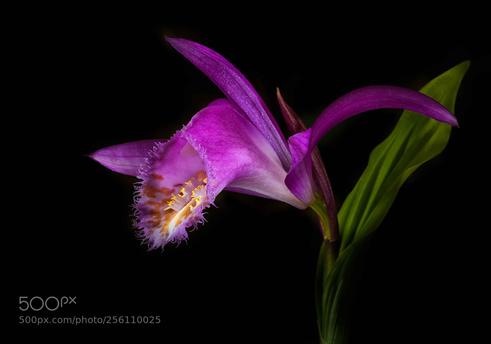 Canon EOS 760D (EOS Rebel T6s / EOS 8000D) sample photo. Japanse orchidee photography