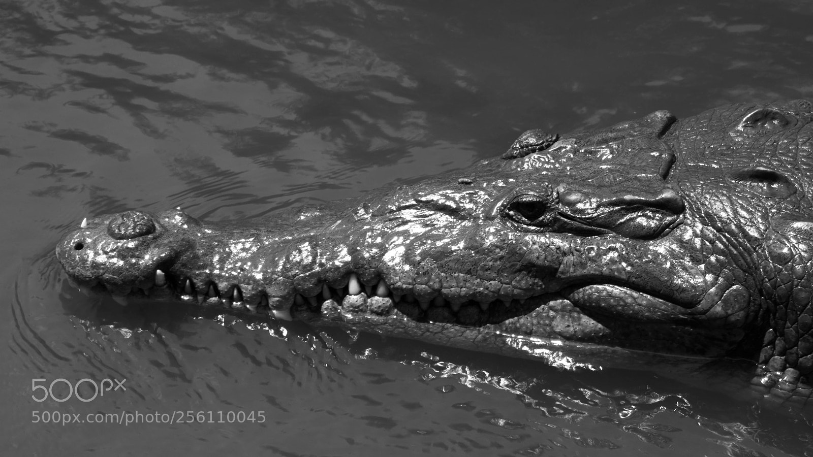 Nikon D7100 sample photo. Black & white croc photography