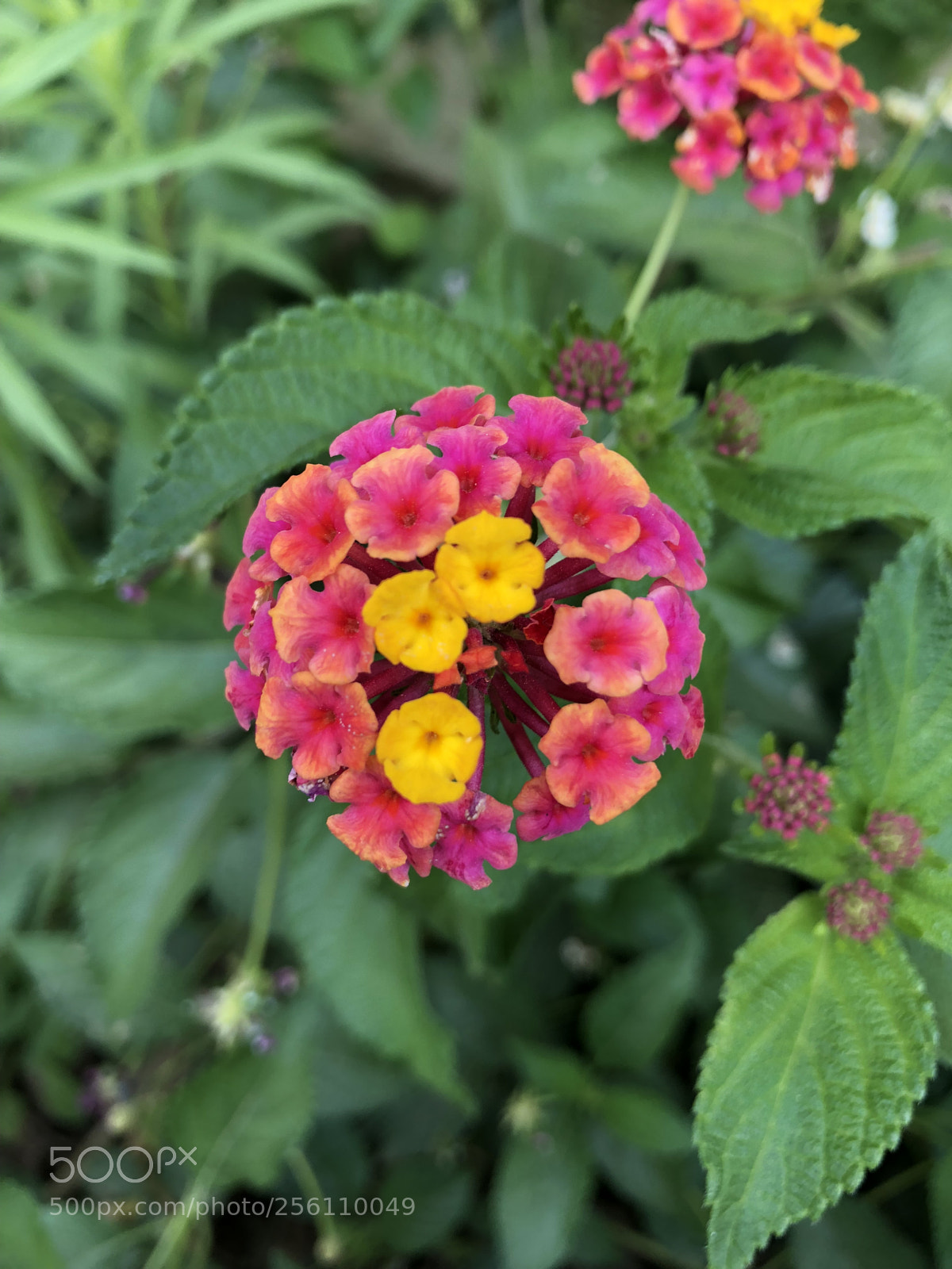 Apple iPhone 8 sample photo. Cute, small flowers ? photography