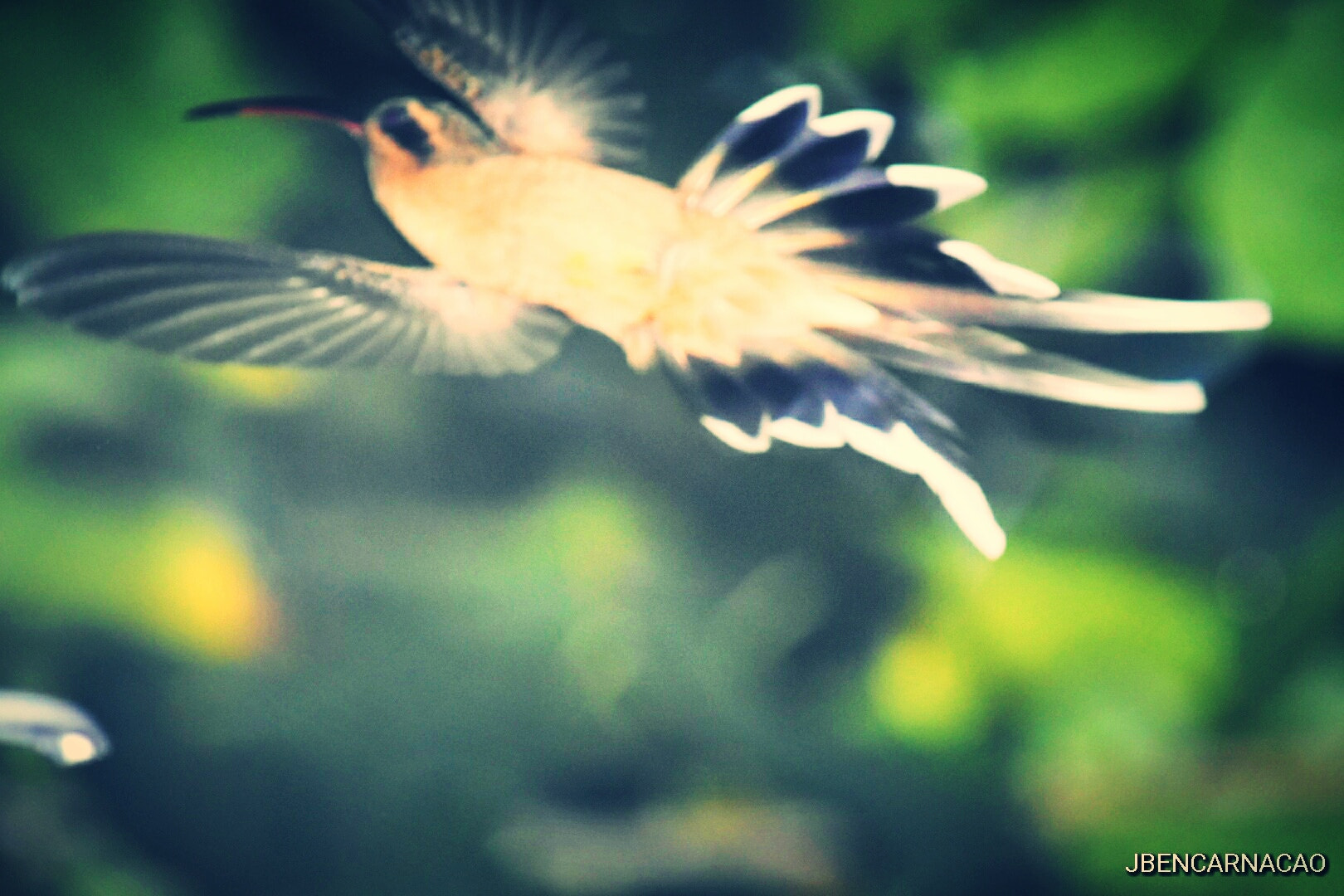 Nikon D5600 sample photo. Hummingbird photography