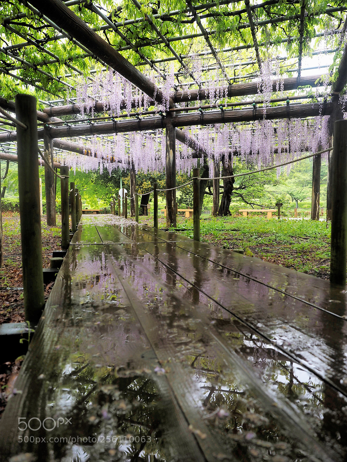 Olympus OM-D E-M1 sample photo. Wisteria trellis on rainy photography