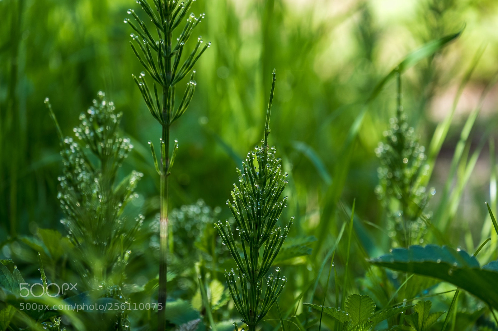 Fujifilm X-T20 sample photo. Primavera photography