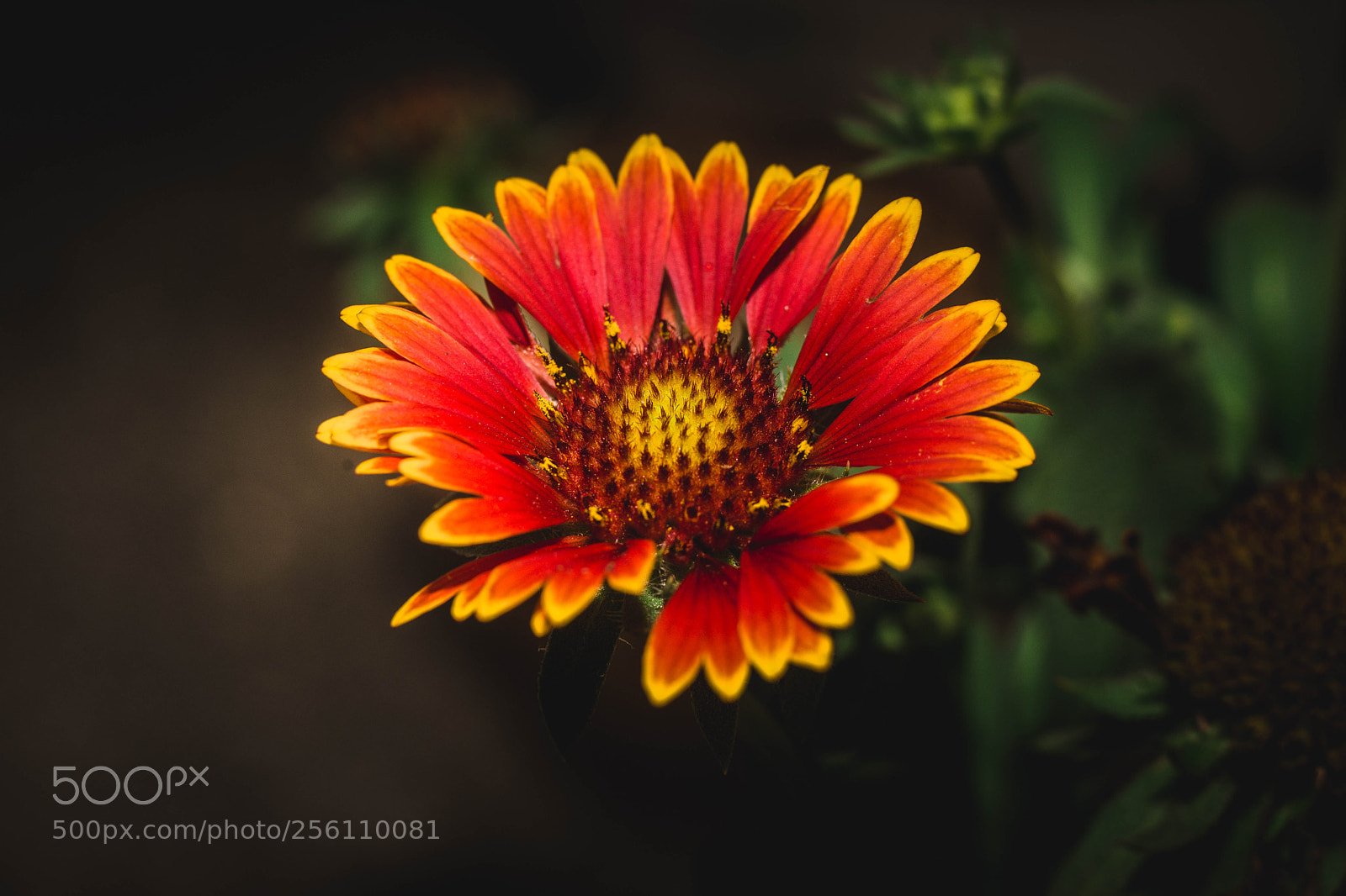 Sony SLT-A99V sample photo. Blanket flower photography