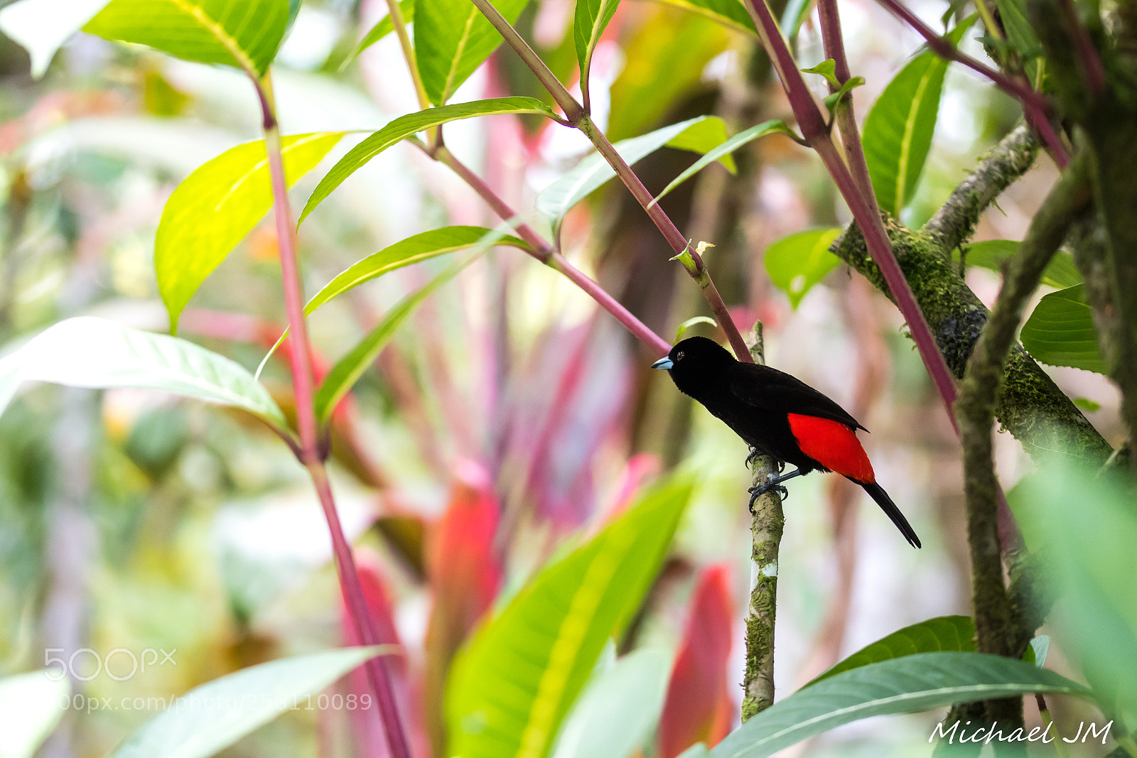 Nikon D500 sample photo. Bird photography