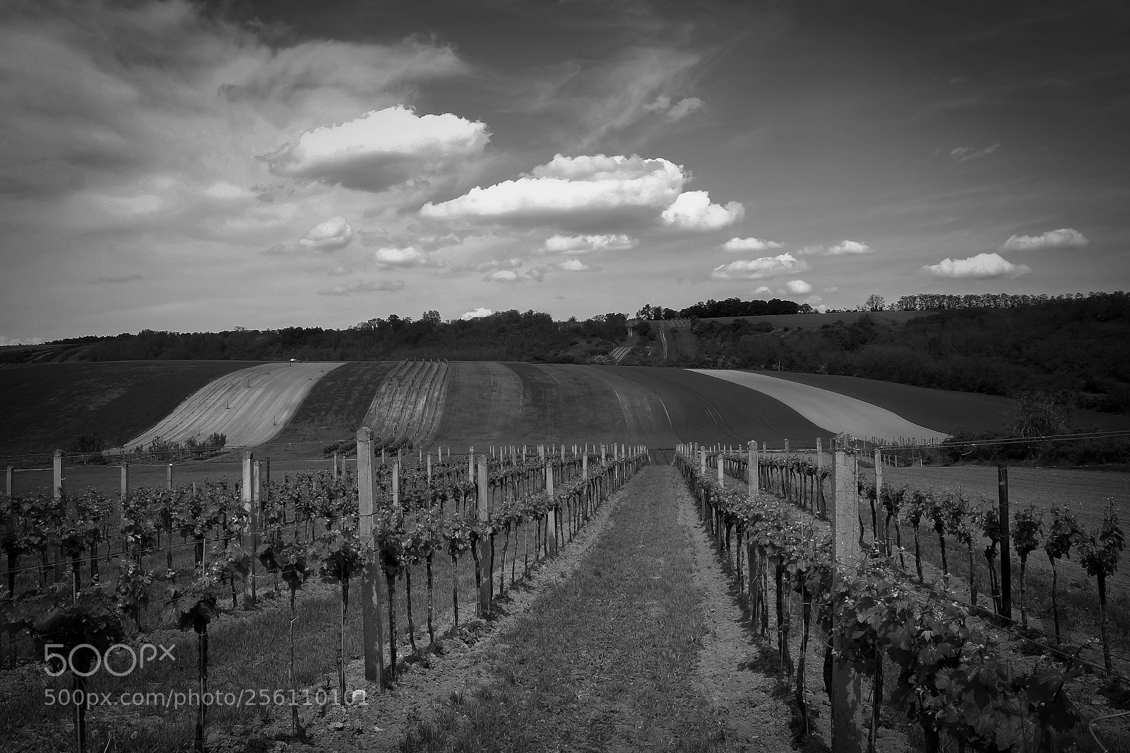 Fujifilm X-T1 sample photo. Black and with photography