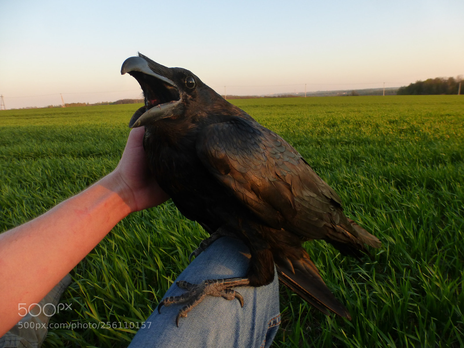 Panasonic Lumix DMC-ZS25 (Lumix DMC-TZ35) sample photo. Raven photography