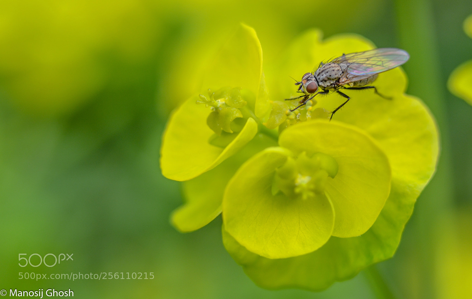 Nikon D5200 sample photo. Fly on flower photography