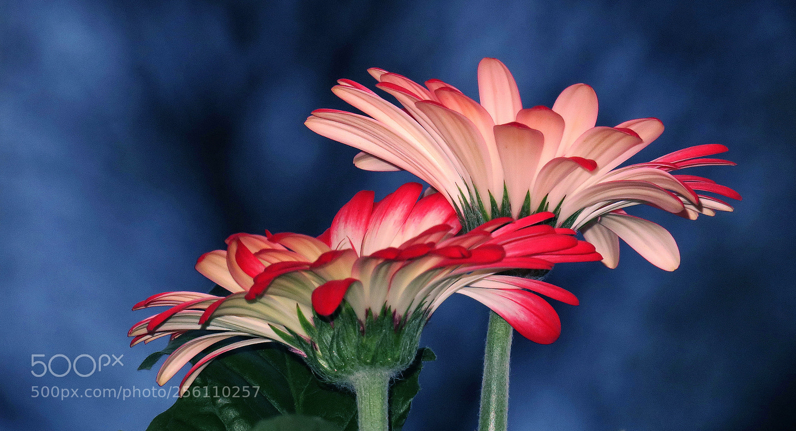 Canon PowerShot G3 X sample photo. Flower photography