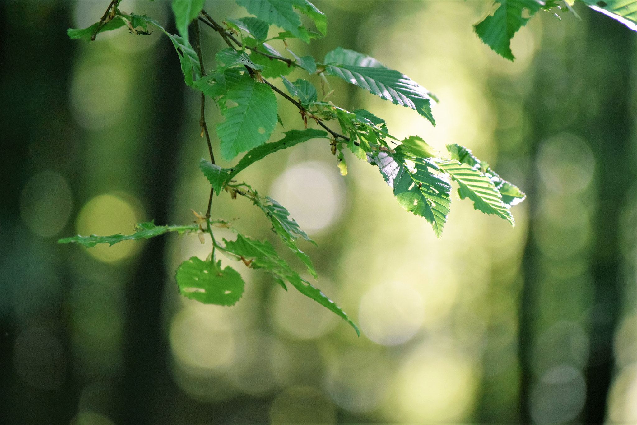 Nikon D3300 sample photo. Zeleni bokeh photography