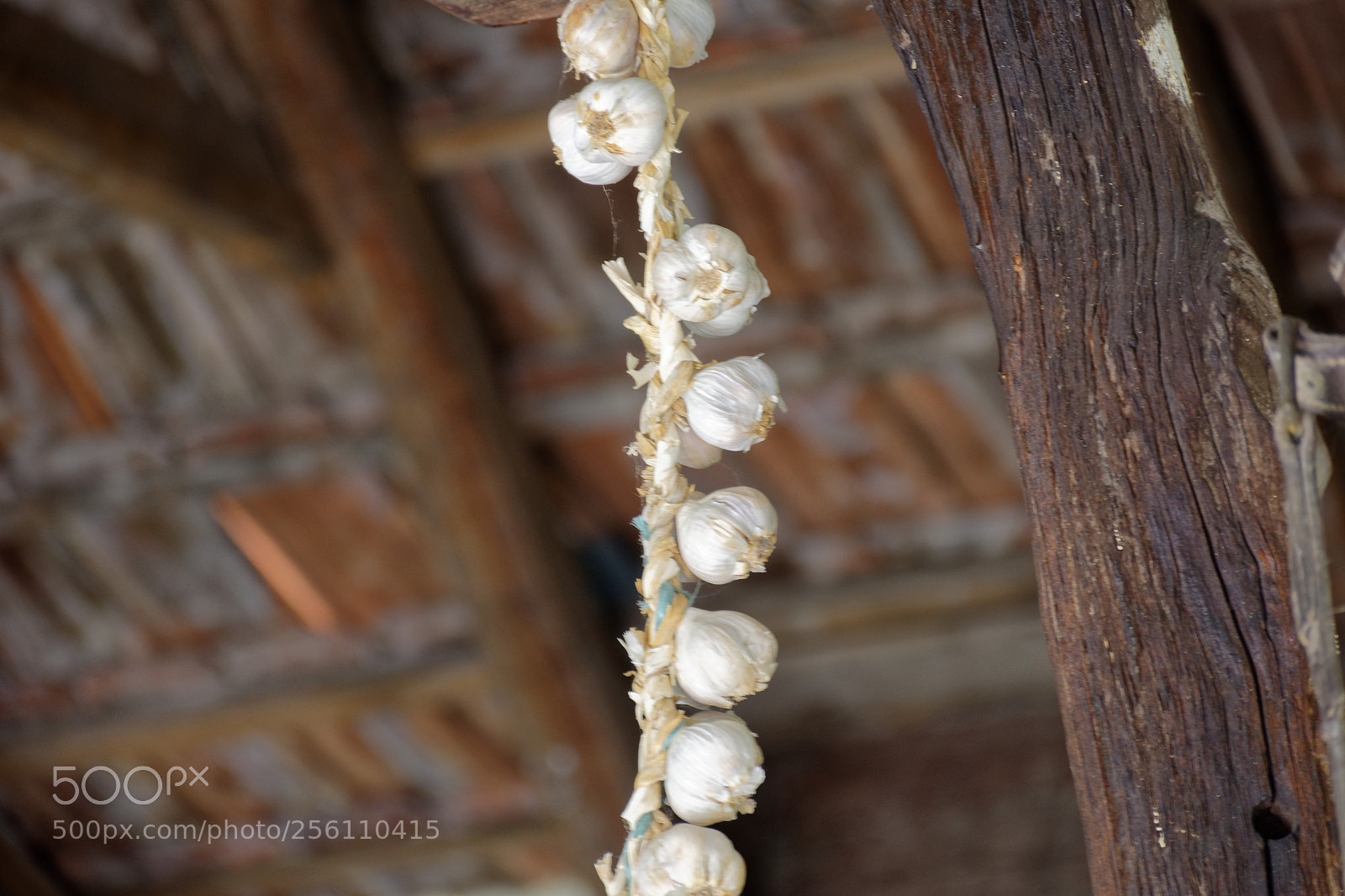 Nikon D7200 sample photo. Garlic photography