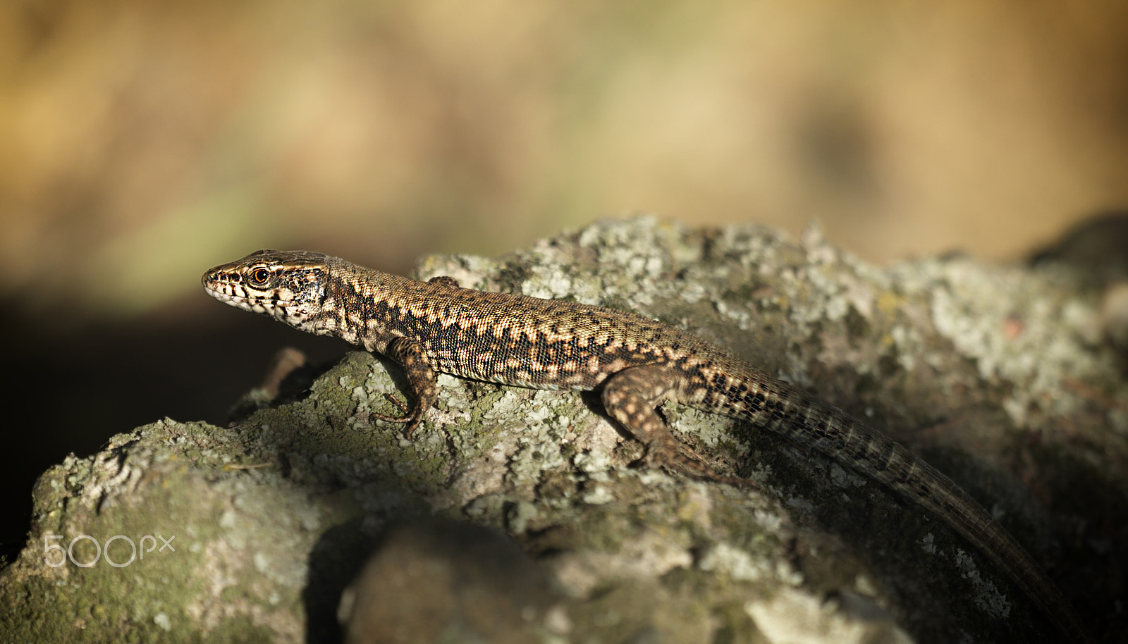 Hasselblad H5D-40 sample photo. Lizard photography