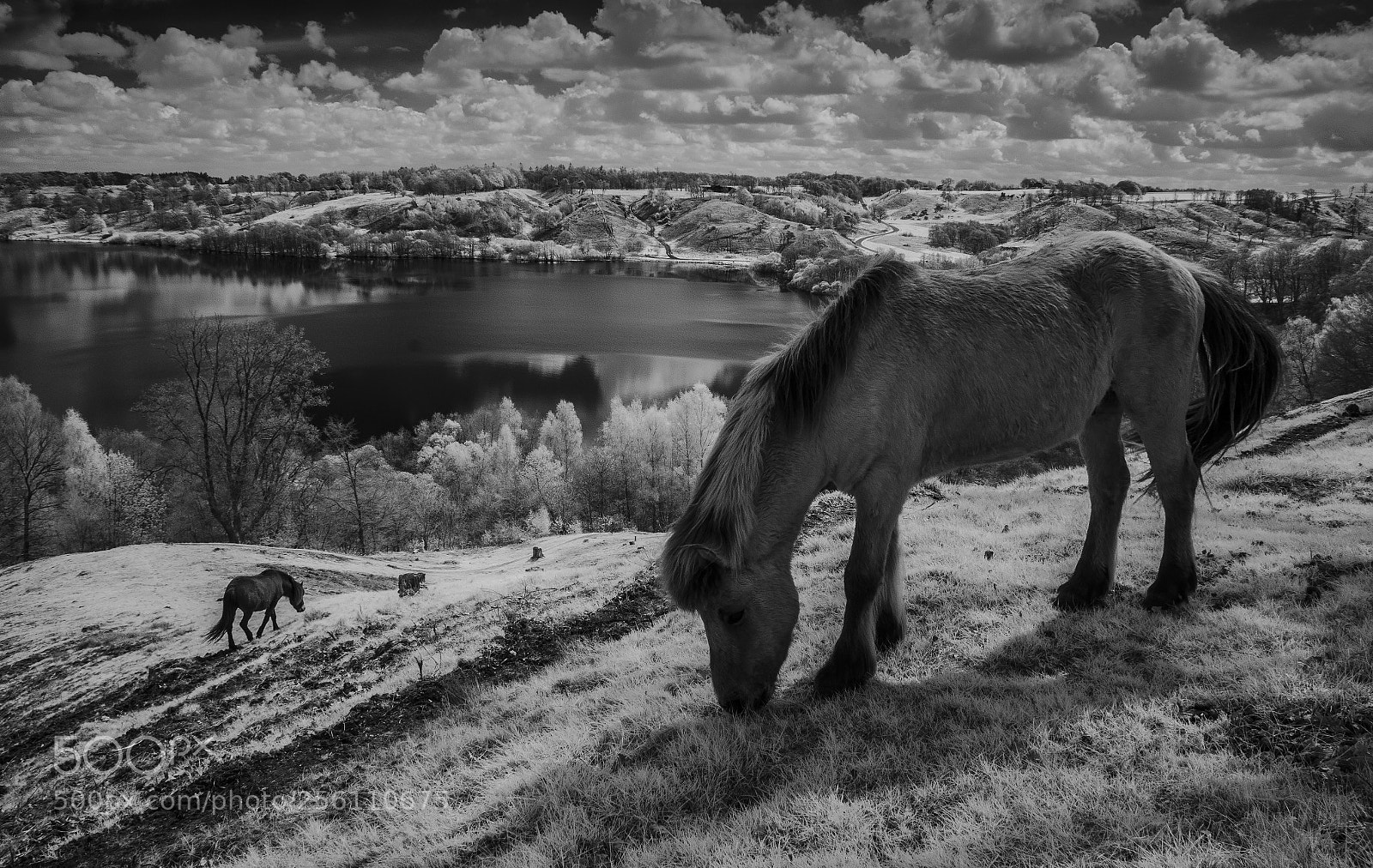 Nikon D7000 sample photo. Horses at dollerup (ir) photography