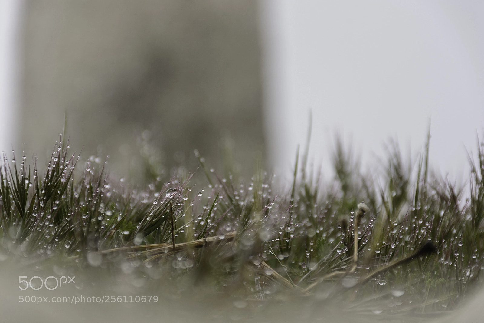 Nikon D7100 sample photo. Gotas en la hierba.. photography