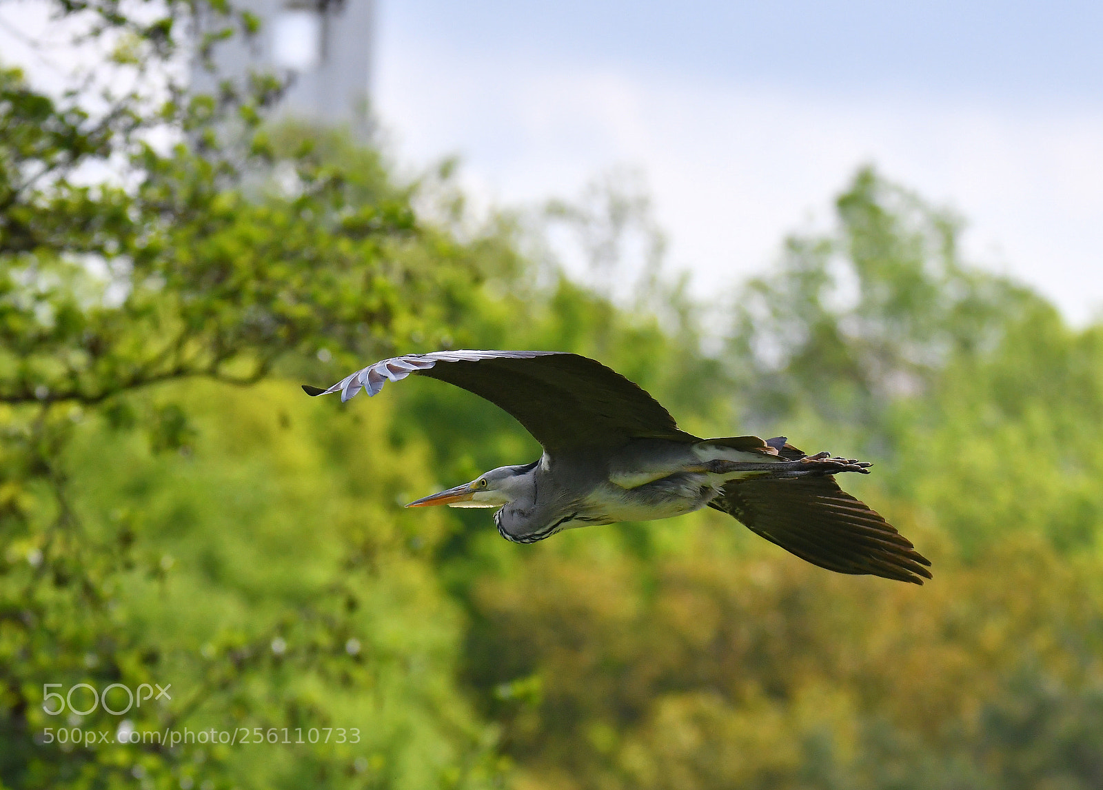 Nikon D500 sample photo. Untitled photography