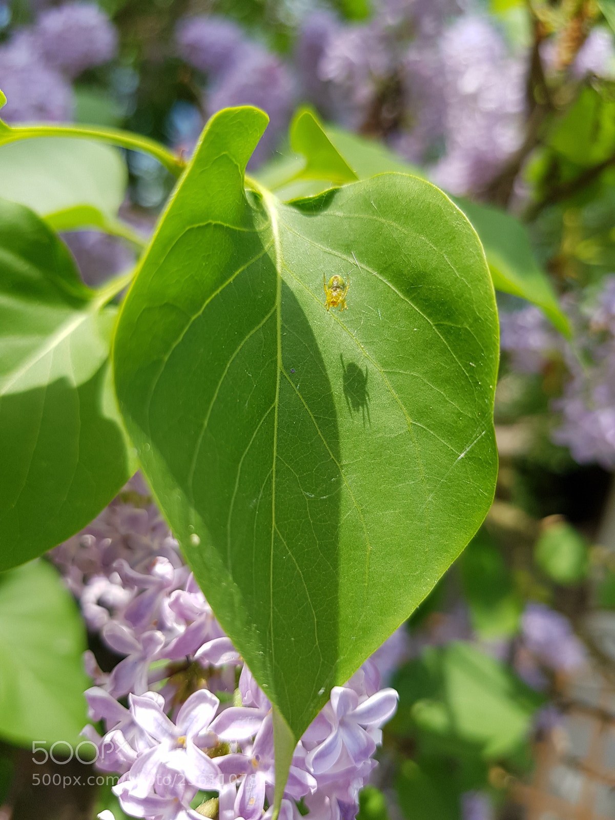 Samsung Galaxy S8 sample photo. Green spider photography