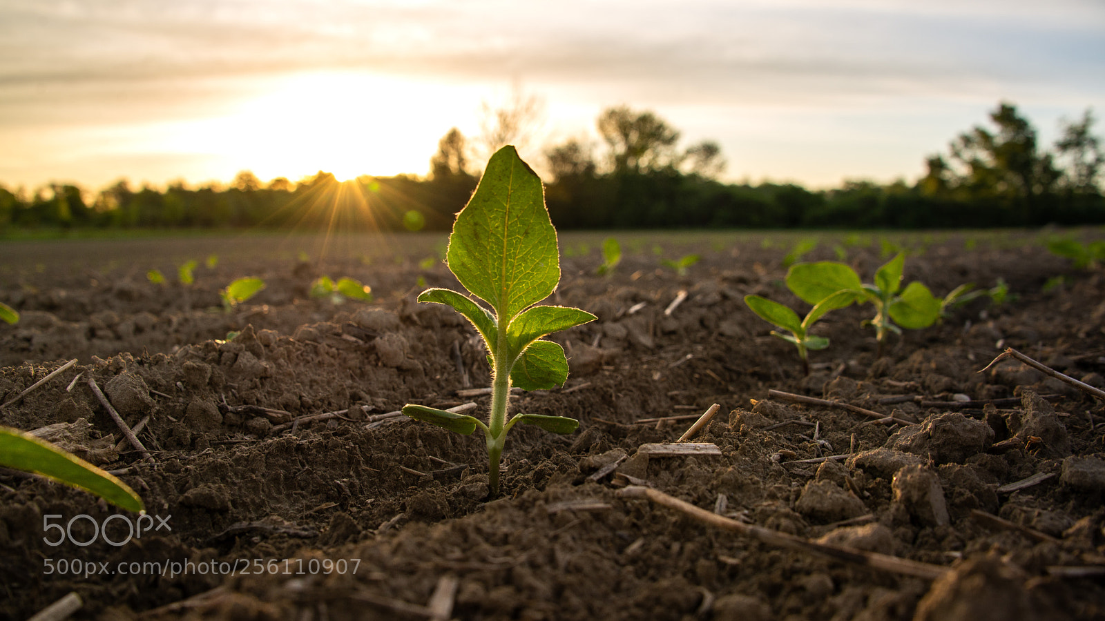 Nikon D610 sample photo. Sunrise in the fields photography