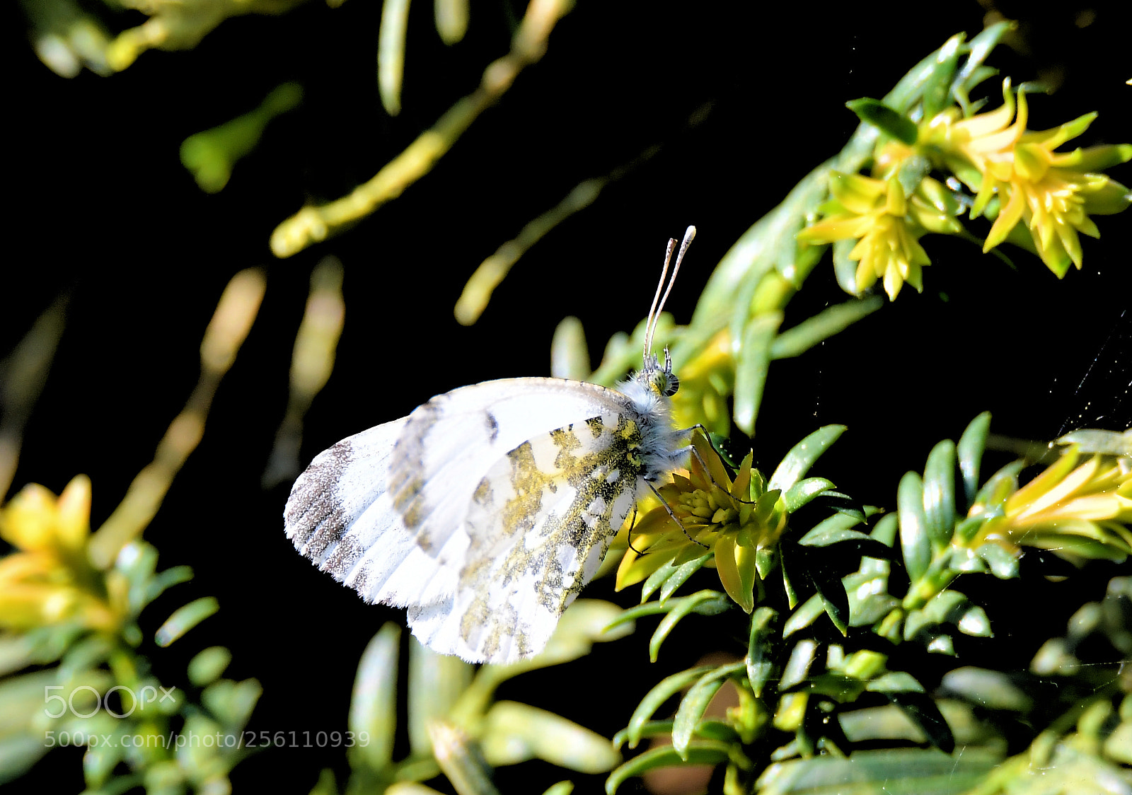 Nikon D500 sample photo. Untitled photography