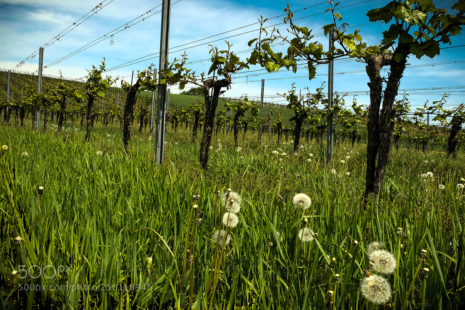 Fujifilm X-T1 sample photo. Vino photography