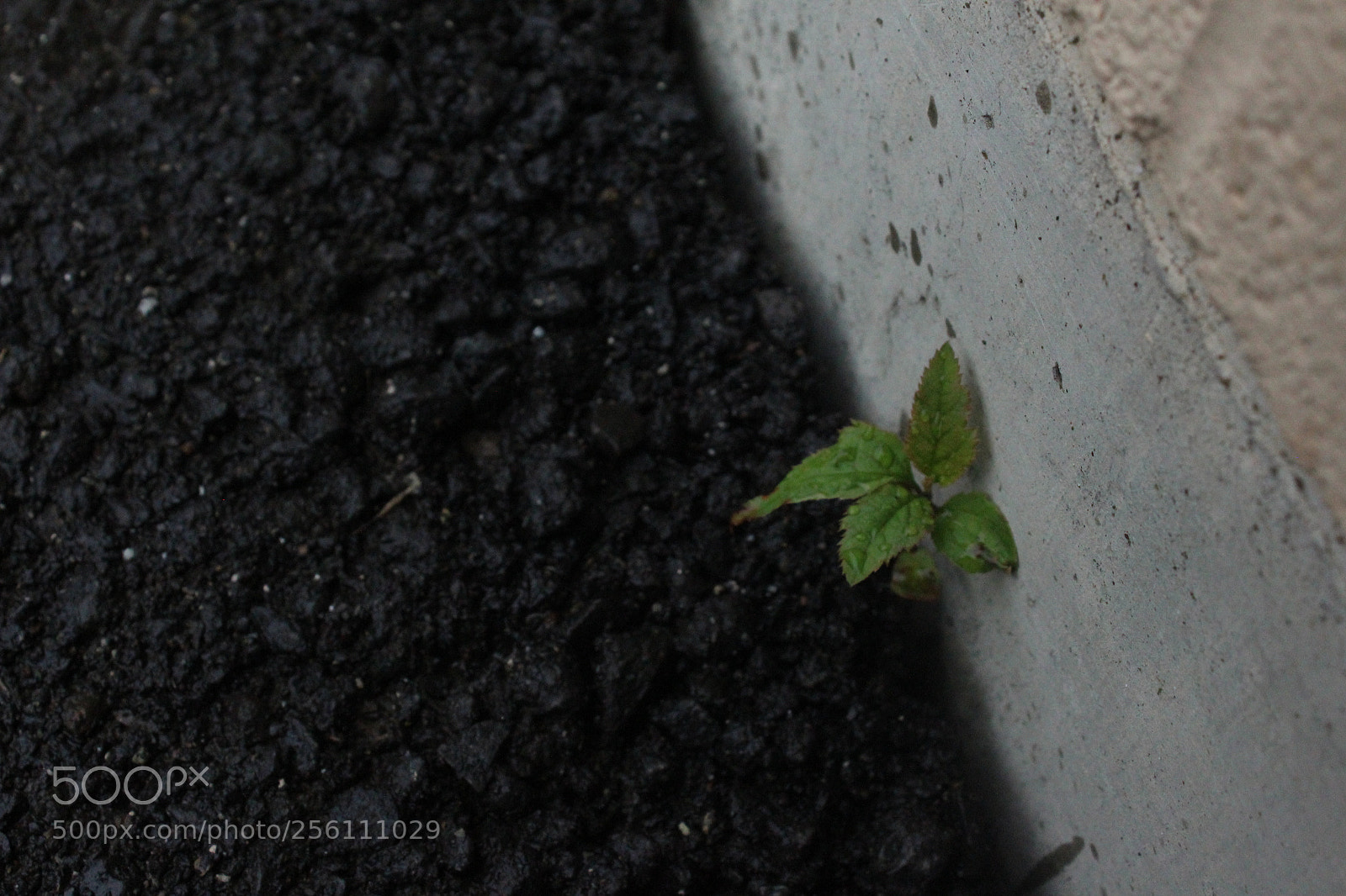 Canon EOS 1200D (EOS Rebel T5 / EOS Kiss X70 / EOS Hi) sample photo. Img photography
