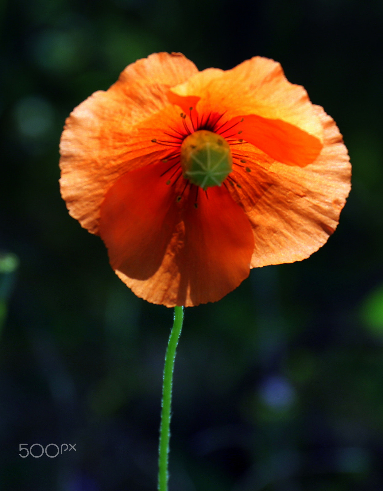 Canon EF 24-70mm F4L IS USM sample photo. Papoila photography