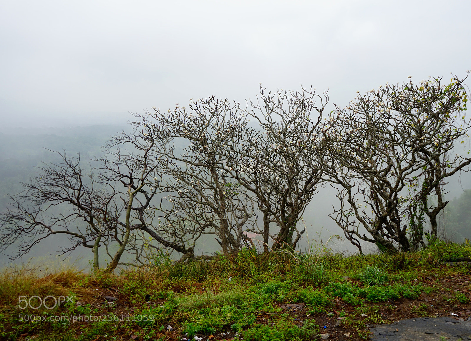 Sony a7 sample photo. Pluie et brouillard photography