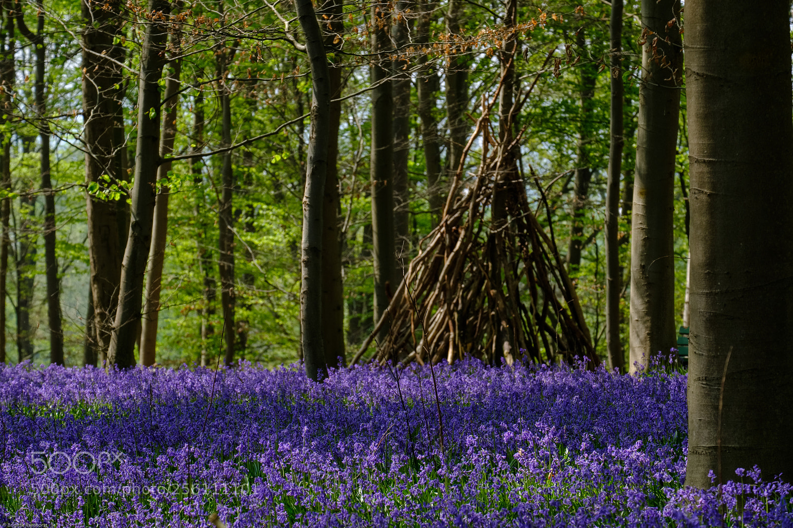 Fujifilm X-T2 sample photo. Blue bells photography
