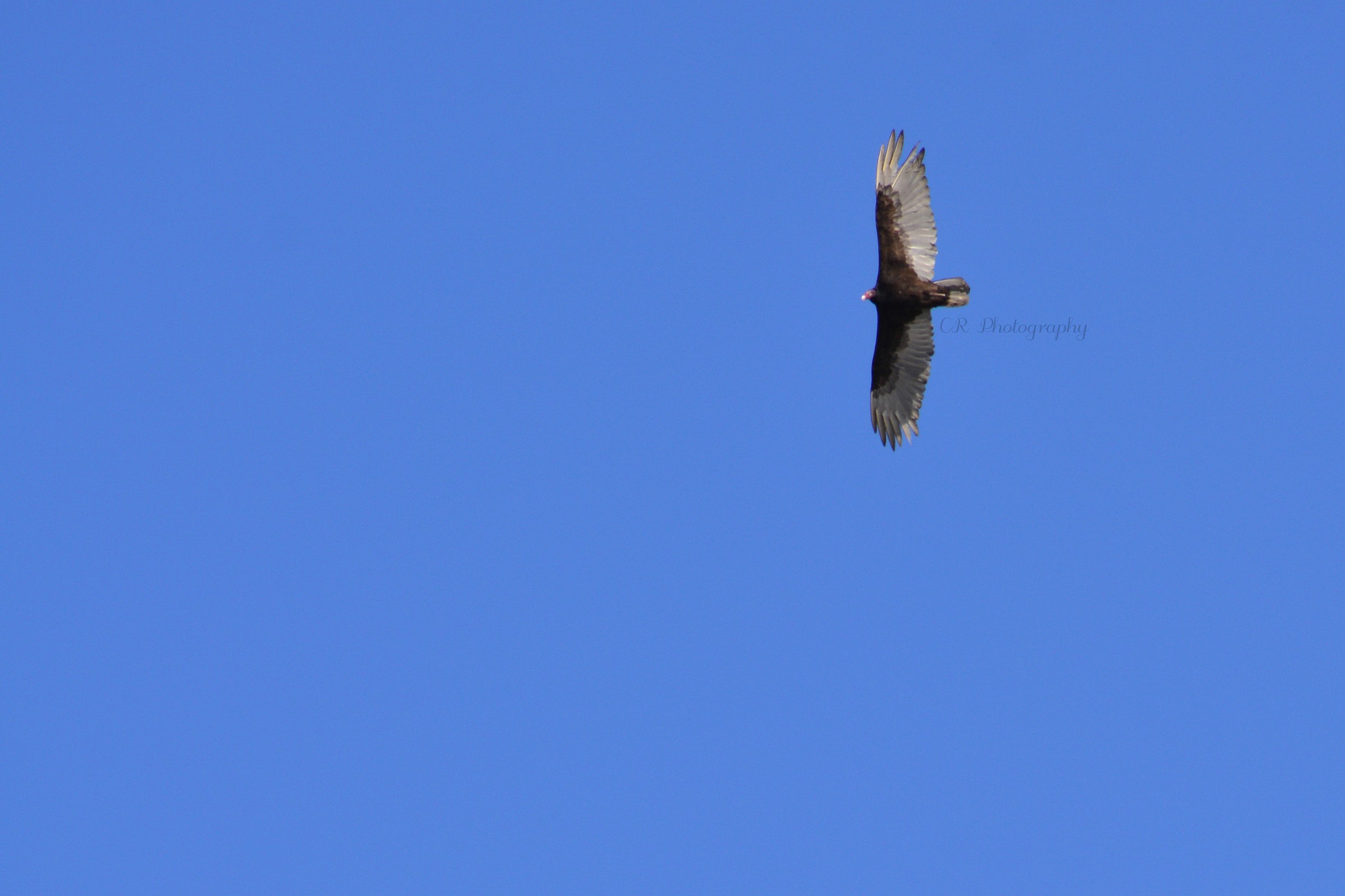 Sigma 70-300mm F4-5.6 APO DG Macro sample photo. Turkey vulture photography