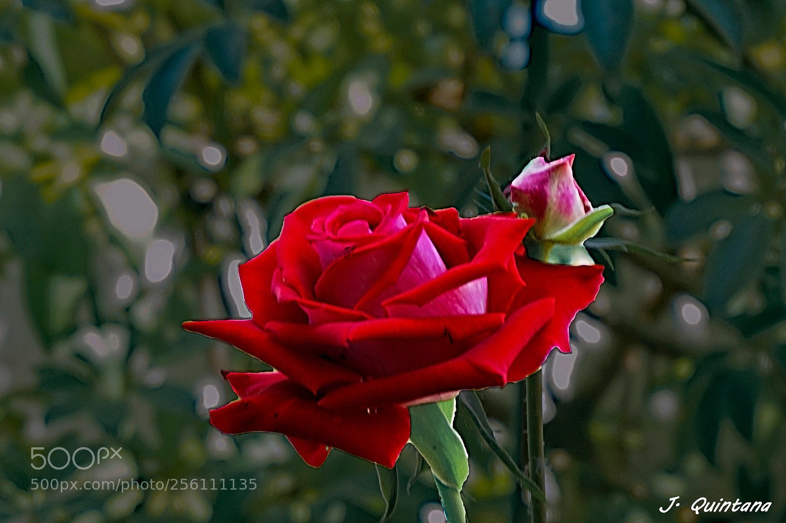 Sony Alpha a5000 (ILCE 5000) sample photo. Rosa photography
