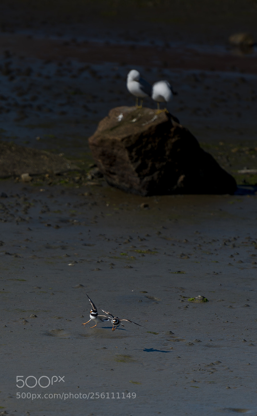 Nikon D610 sample photo. Two times two photography