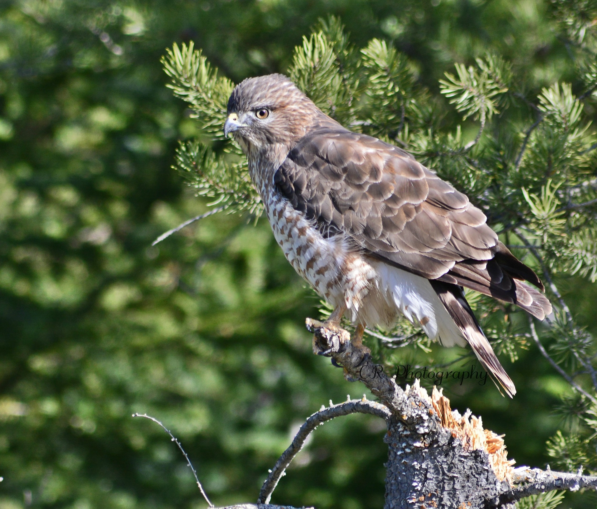 Sigma 70-300mm F4-5.6 APO DG Macro sample photo. Broad winged hawk photography