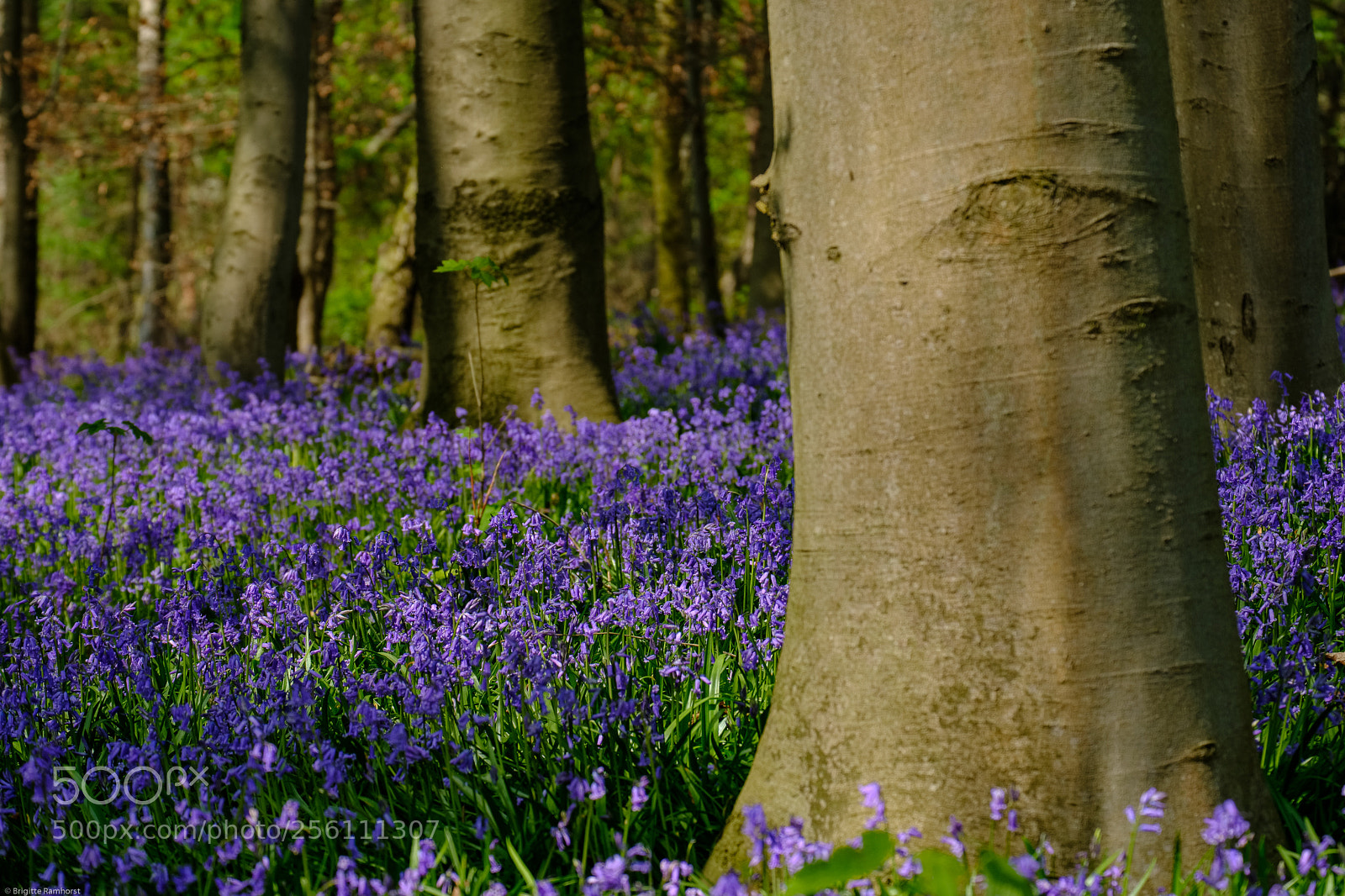 Fujifilm X-T2 sample photo. Blue bells photography