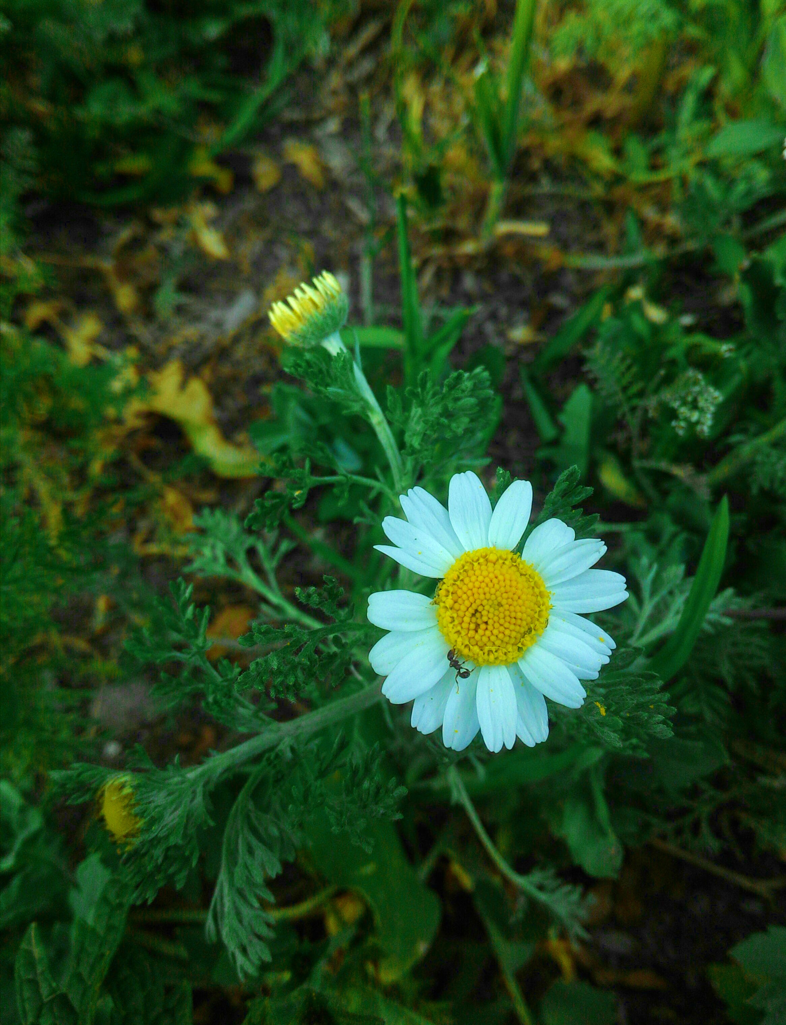 ASUS Z002 sample photo. Meet chamomile, ant) photography