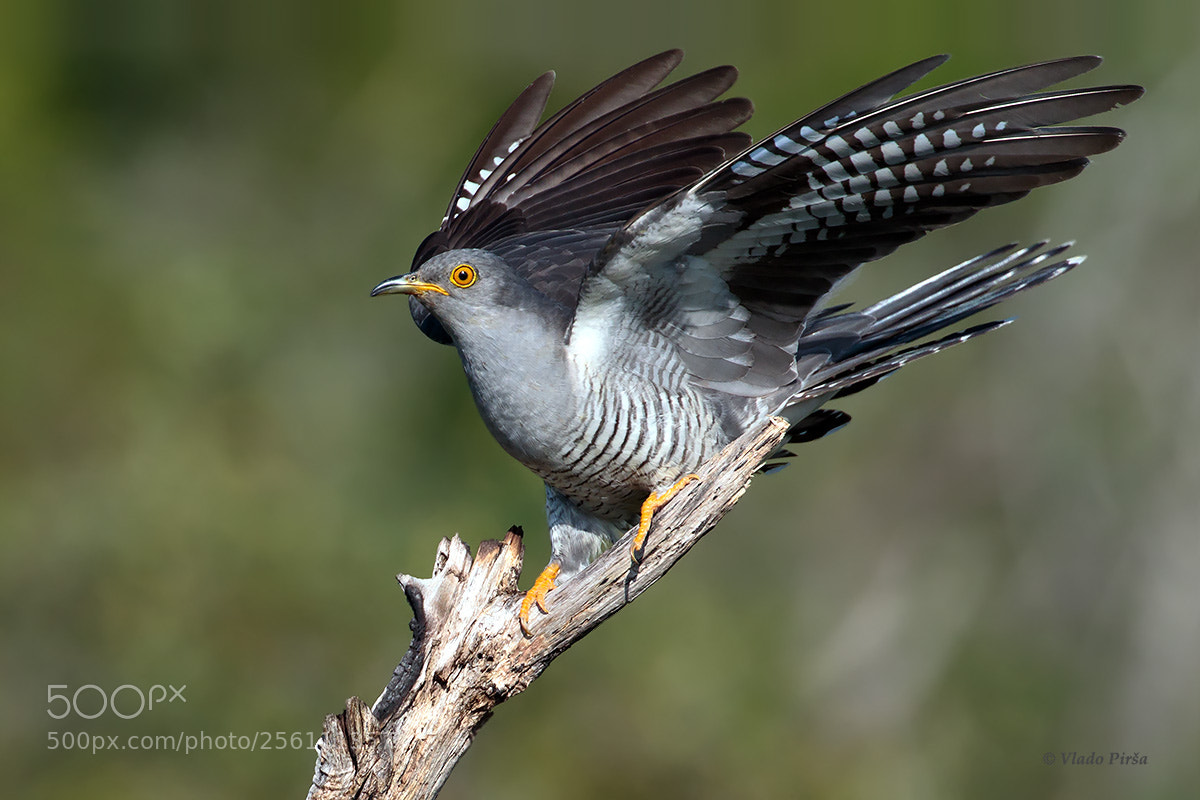 Canon EOS 7D Mark II sample photo. Cuckoo photography